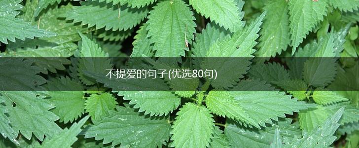 不提爱的句子(优选80句),第1张
