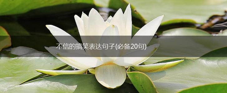 不信的搞笑表达句子(必备20句),第1张
