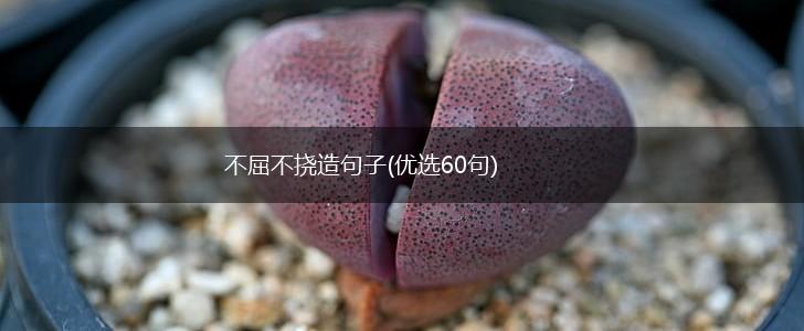 不屈不挠造句子(优选60句),第1张