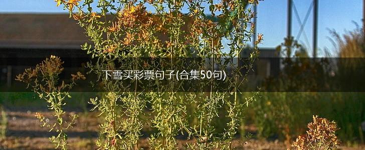 下雪买彩票句子(合集50句),第1张