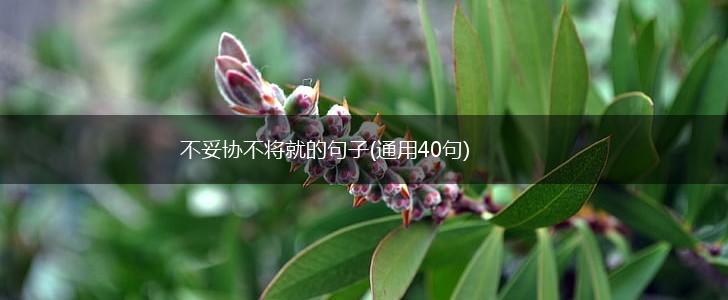 不妥协不将就的句子(通用40句),第1张