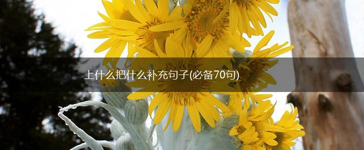 上什么把什么补充句子(必备70句),第1张
