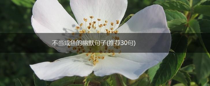 不当咸鱼的幽默句子(推荐30句),第1张