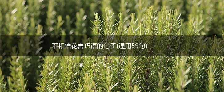 不相信花言巧语的句子(通用59句),第1张