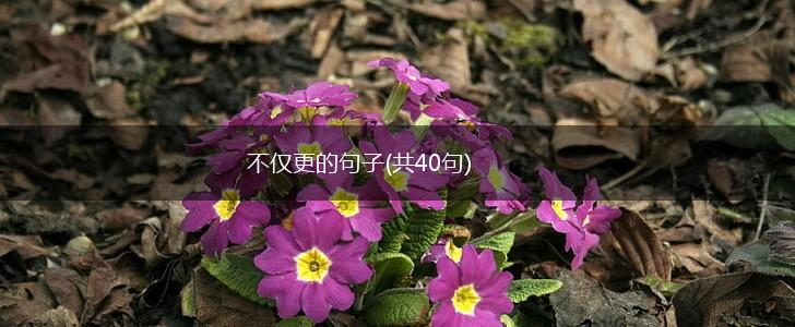 不仅更的句子(共40句),第1张