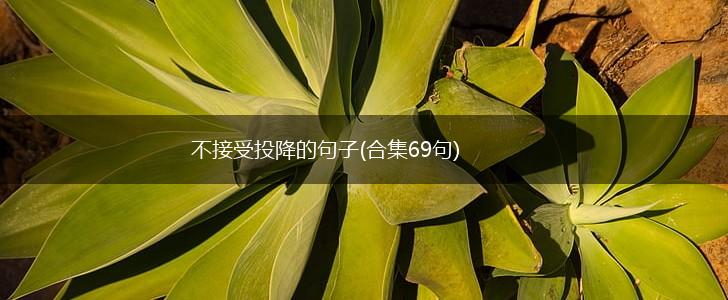 不接受投降的句子(合集69句),第1张