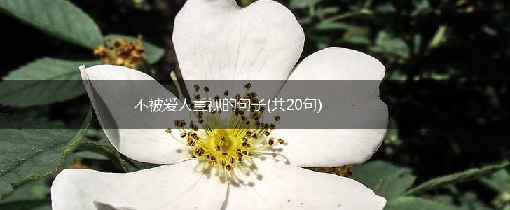 不被爱人重视的句子(共20句),第1张