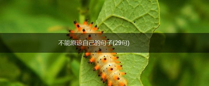 不能原谅自己的句子(29句),第1张
