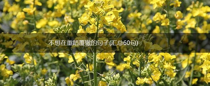 不想在重蹈覆辙的句子(汇总60句),第1张