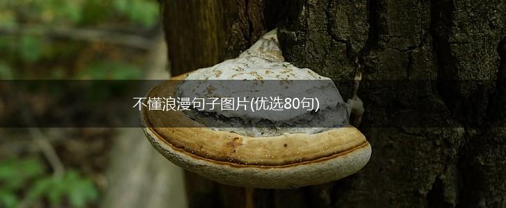 不懂浪漫句子图片(优选80句),第1张