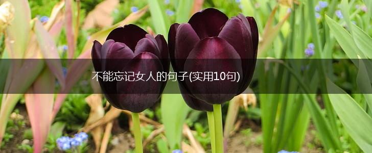 不能忘记女人的句子(实用10句),第1张
