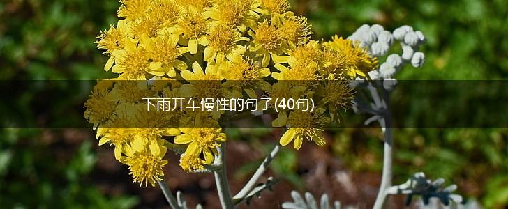 下雨开车慢性的句子(40句),第1张