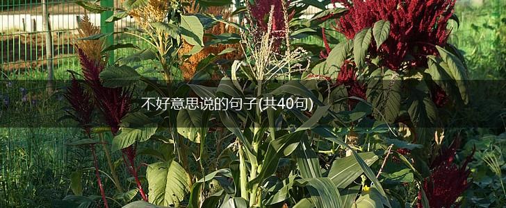 不好意思说的句子(共40句),第1张