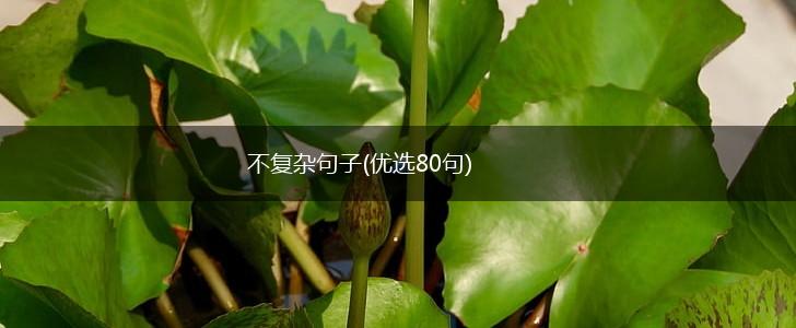 不复杂句子(优选80句),第1张