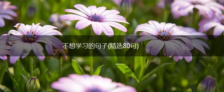 不想学习的句子(精选80句),第1张