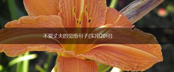 不爱丈夫的觉悟句子(实用20句),第1张