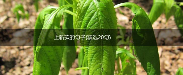 上新款的句子(精选20句),第1张
