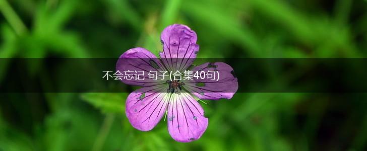 不会忘记 句子(合集40句),第1张