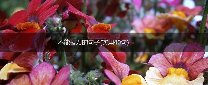 不能拔刀的句子(实用40句),第1张