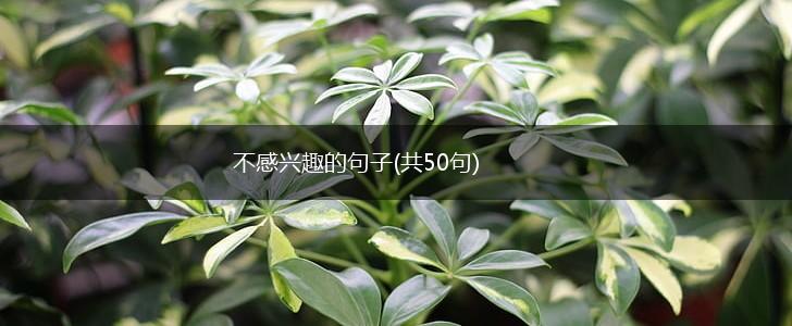 不感兴趣的句子(共50句),第1张