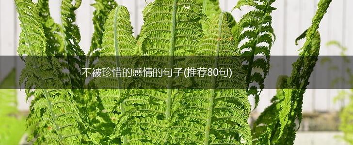 不被珍惜的感情的句子(推荐80句),第1张