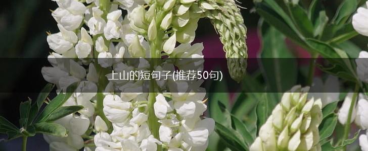 上山的短句子(推荐50句),第1张