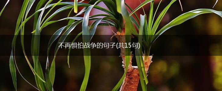 不再惧怕战争的句子(共15句),第1张