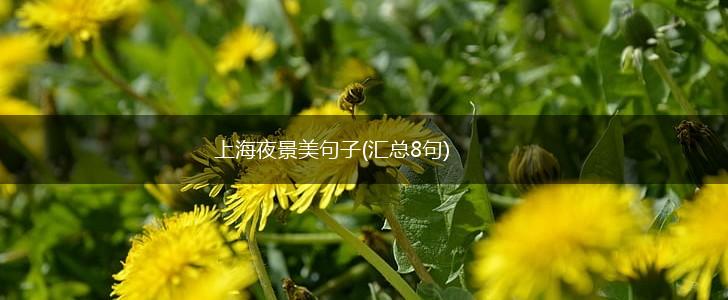 上海夜景美句子(汇总8句),第1张