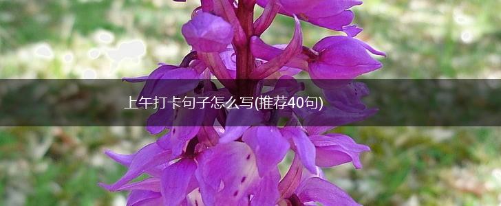 上午打卡句子怎么写(推荐40句),第1张