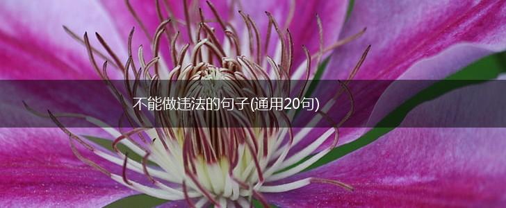 不能做违法的句子(通用20句),第1张