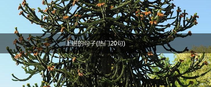 上进的句子(热门20句),第1张