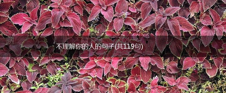 不理解你的人的句子(共119句),第1张