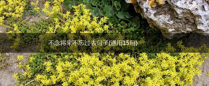 不念将来不忘过去句子(通用15句),第1张