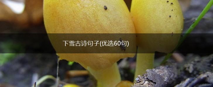 下雪古诗句子(优选60句),第1张