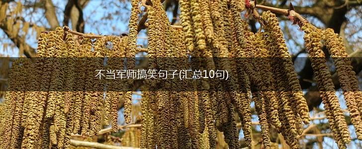 不当军师搞笑句子(汇总10句),第1张