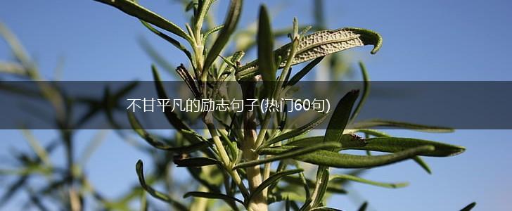 不甘平凡的励志句子(热门60句),第1张