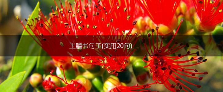 上膳书句子(实用20句),第1张