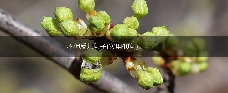 不但反儿句子(实用40句),第1张