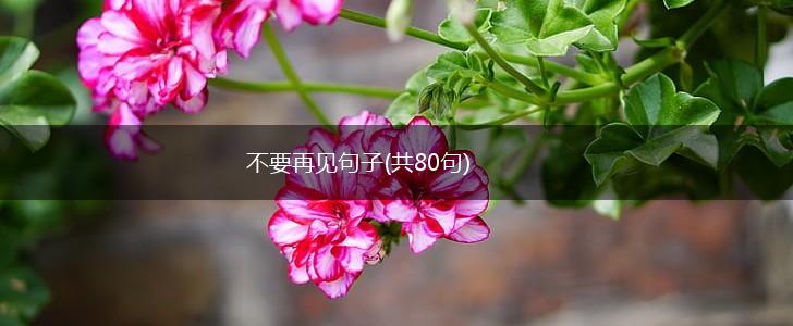 不要再见句子(共80句),第1张