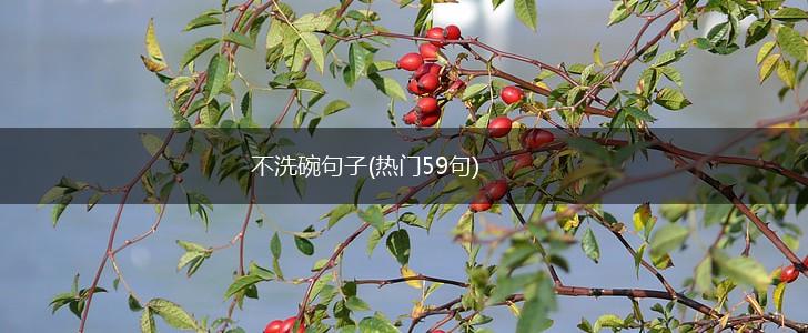 不洗碗句子(热门59句),第1张