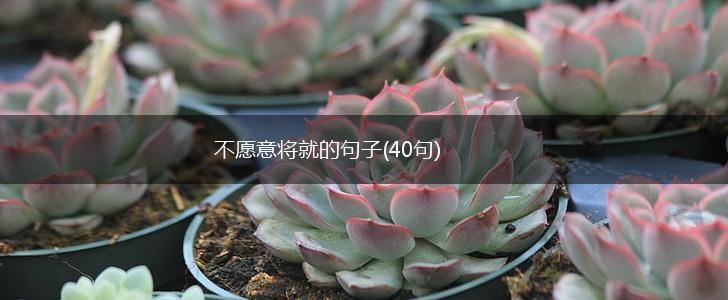 不愿意将就的句子(40句),第1张
