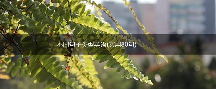 不同句子类型英语(实用80句),第1张