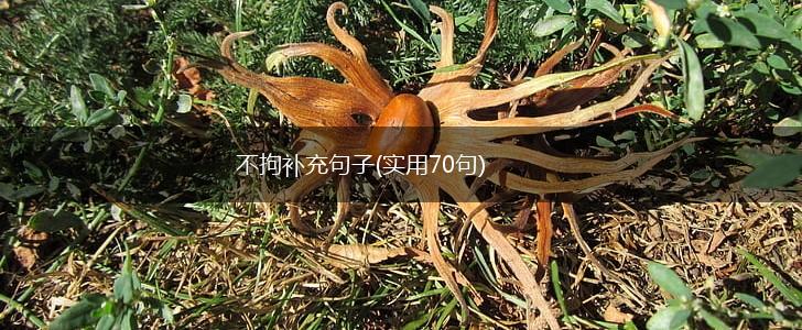 不拘补充句子(实用70句),第1张
