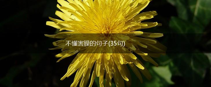 不懂害臊的句子(35句),第1张