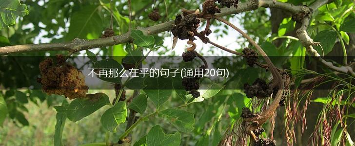 不再那么在乎的句子(通用20句),第1张