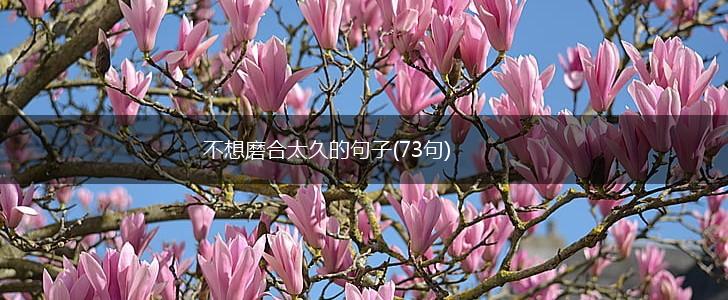 不想磨合太久的句子(73句),第1张