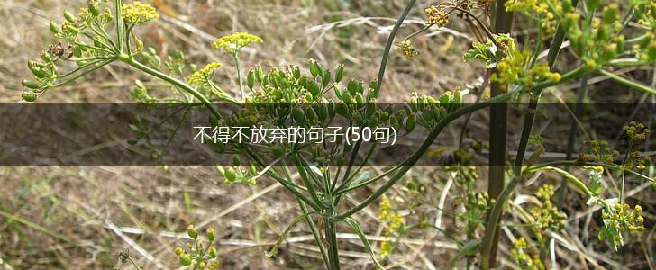 不得不放弃的句子(50句),第1张