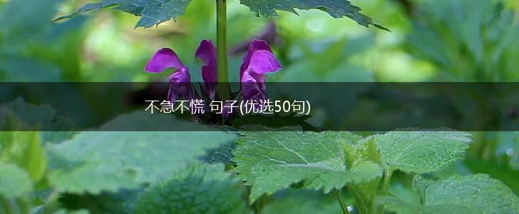 不急不慌 句子(优选50句),第1张