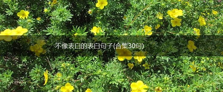 不像表白的表白句子(合集30句),第1张