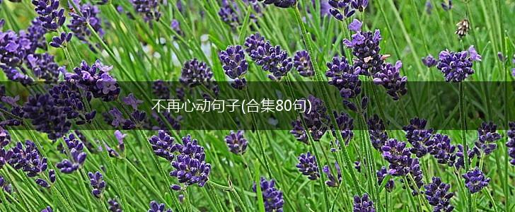 不再心动句子(合集80句),第1张